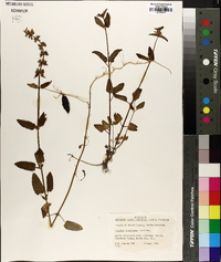 Stachys floridana image