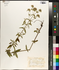 Pycnanthemum flexuosum image