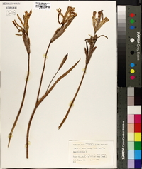 Iris virginica image