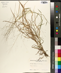 Digitaria cognata image