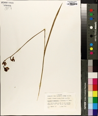 Calopogon tuberosus image