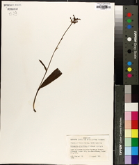 Platanthera clavellata image