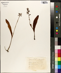 Platanthera clavellata image