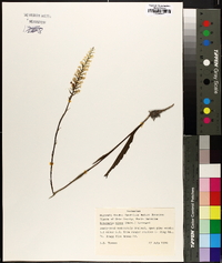 Platanthera nivea image