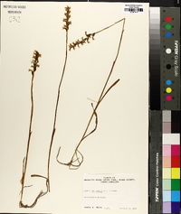 Spiranthes cernua image