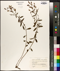 Rhexia mariana var. mariana image