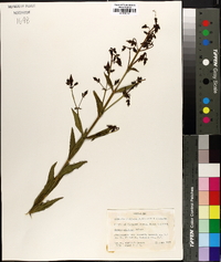 Rhexia alifanus image