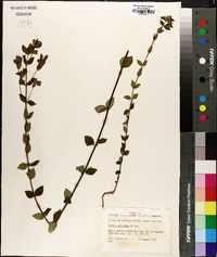 Rhexia petiolata image