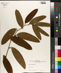 Smilax laurifolia image