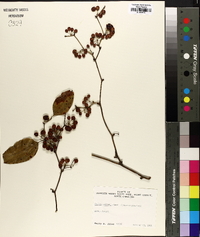 Smilax walteri image