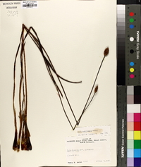 Xyris caroliniana image
