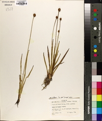 Xyris difformis image