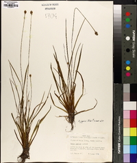 Xyris jupicai image