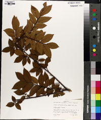 Ulmus alata image