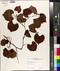 Muscadinia rotundifolia image