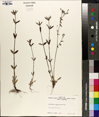 Houstonia longifolia image