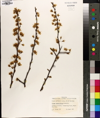 Prunus angustifolia image