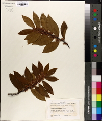 Prunus caroliniana image