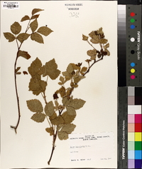 Rubus flagellaris image