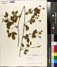 Rubus flagellaris image