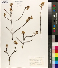 Amelanchier obovalis image