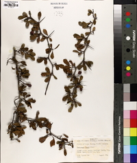 Crataegus michauxii image