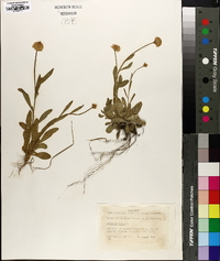 Polygala lutea image