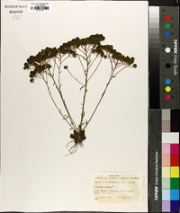 Polygala ramosa image