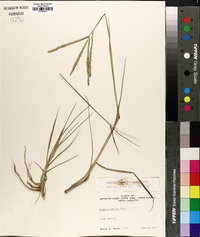 Paspalum notatum image