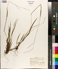 Paspalum setaceum var. setaceum image