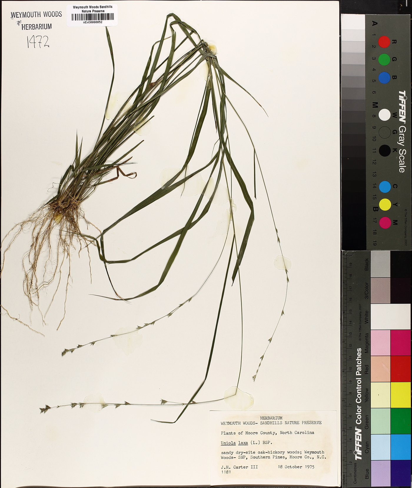 Chasmanthium laxum image