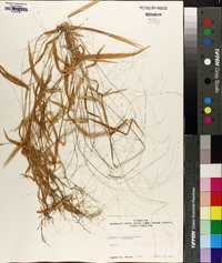 Kellochloa verrucosa image