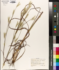 Andropogon ternarius image