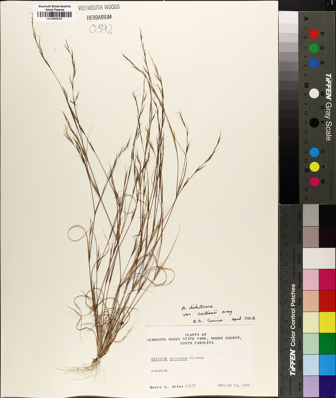 Aristida curtissii image