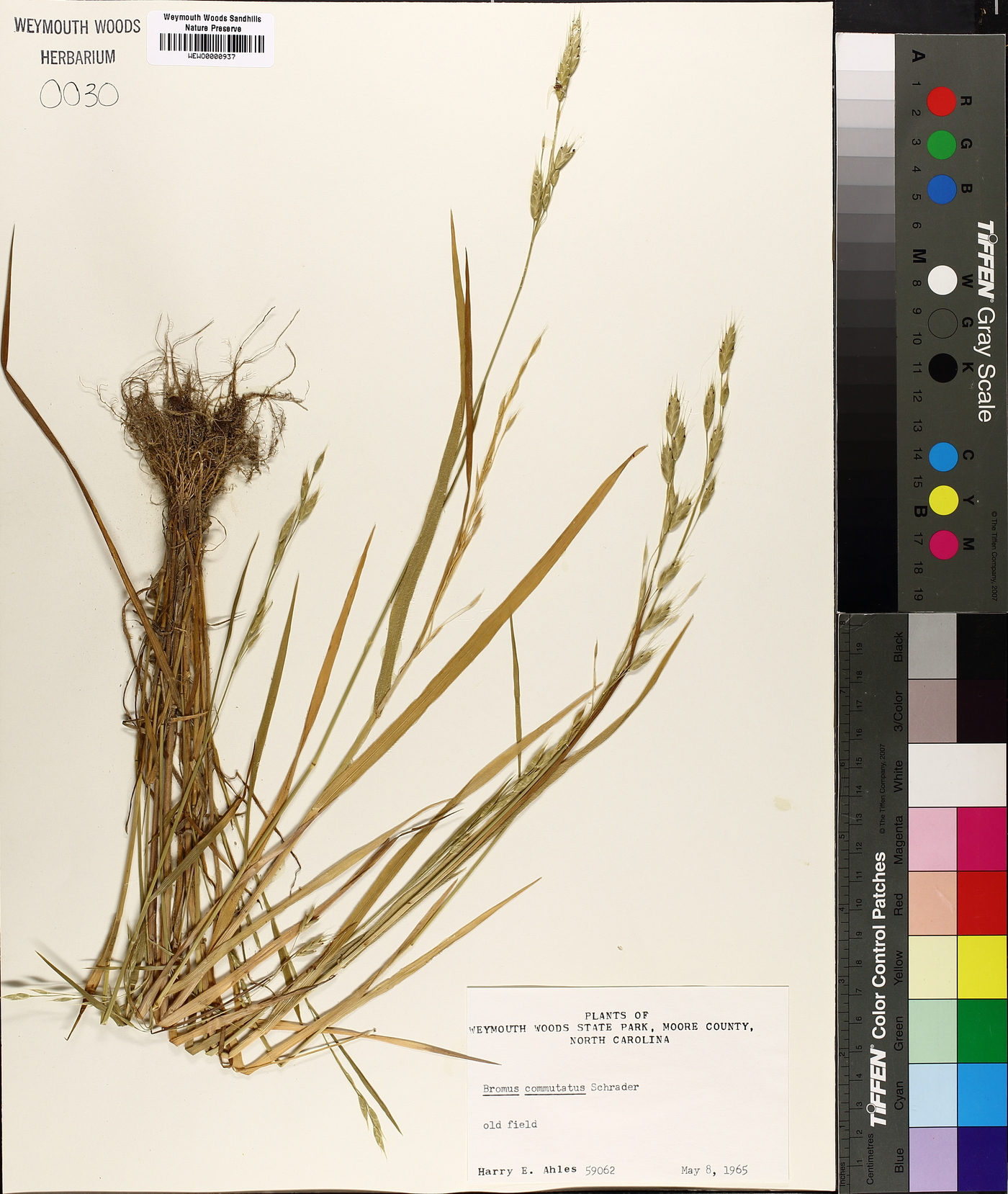 Bromus racemosus image