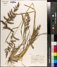 Echinochloa muricata var. muricata image