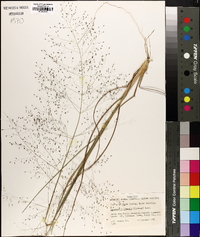 Eragrostis hirsuta image