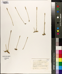 Pseudolycopodiella caroliniana image