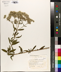 Eupatorium semiserratum image