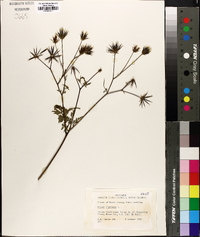 Bidens bipinnata image