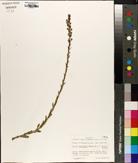 Trilisa paniculata image