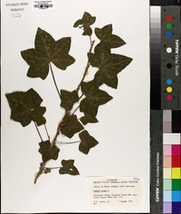 Hedera helix image