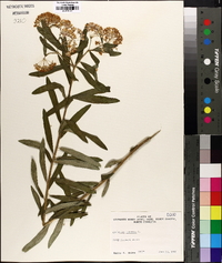 Asclepias tuberosa var. tuberosa image