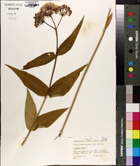 Asclepias rubra image