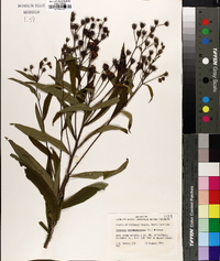 Vernonia noveboracensis image