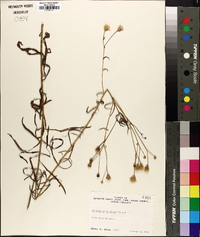 Vernonia angustifolia image