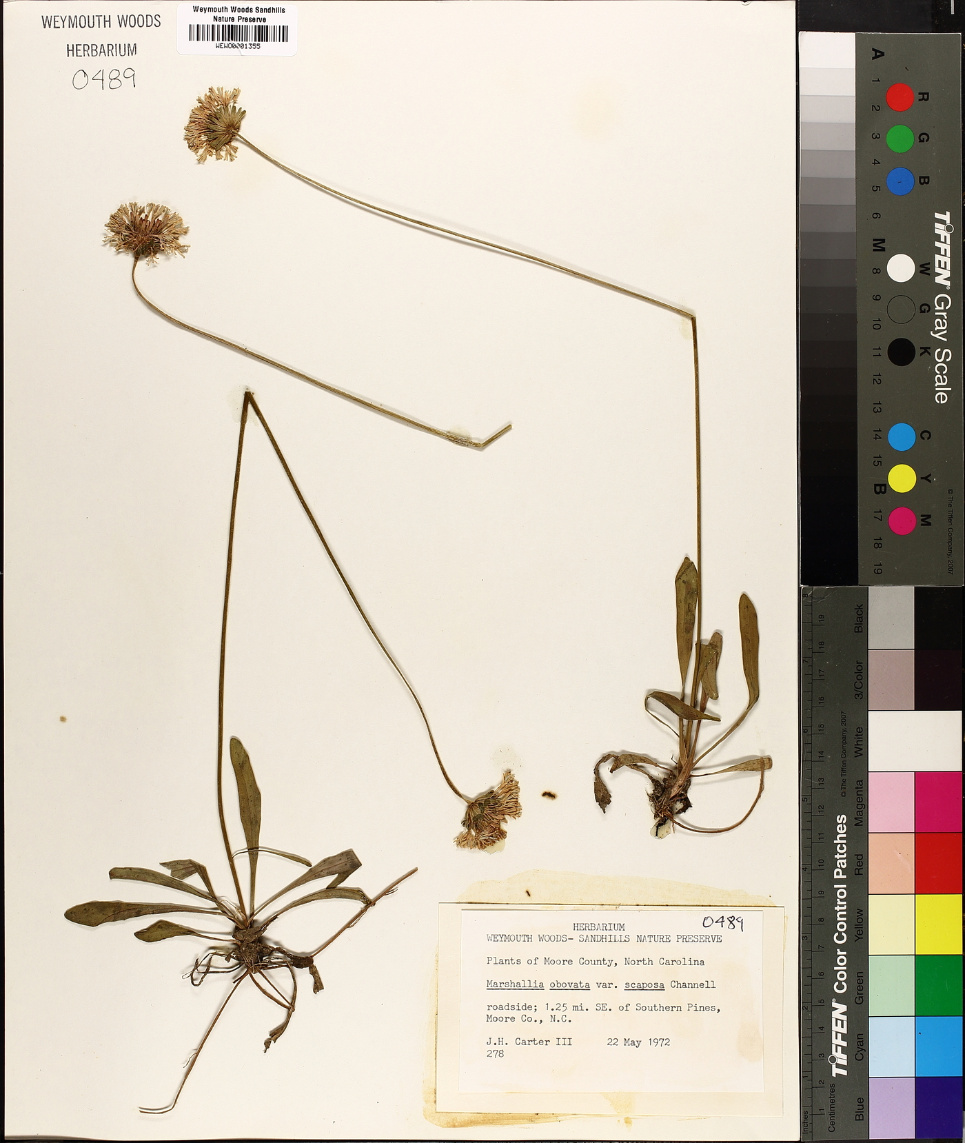 Marshallia obovata image