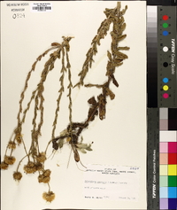 Chrysopsis gossypina image