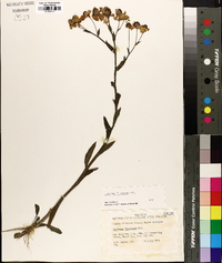 Helenium flexuosum image