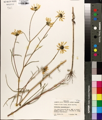 Helianthus angustifolius image